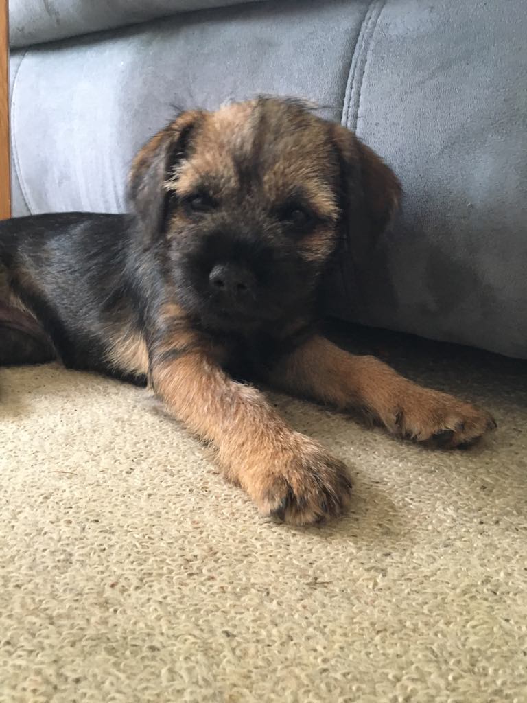 Lily as a sleepy pup